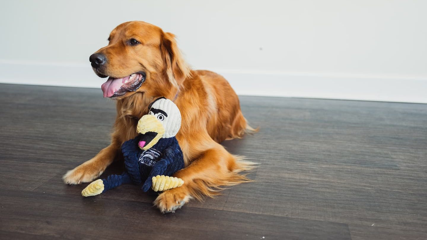 Golden retriever lying on a hardwood floor with a Georgia Southern eagle plush toy, looking happy and relaxed.
