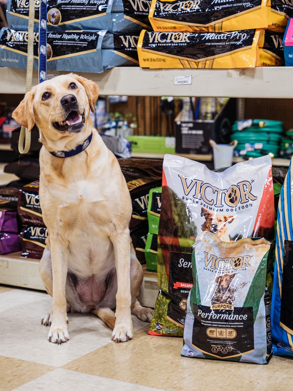 Happy yellow Labrador sitting beside bags of Victor Super Premium Dog Food at Anderson’s General Store — showcasing pet supplies in Statesboro for healthy, active dogs.